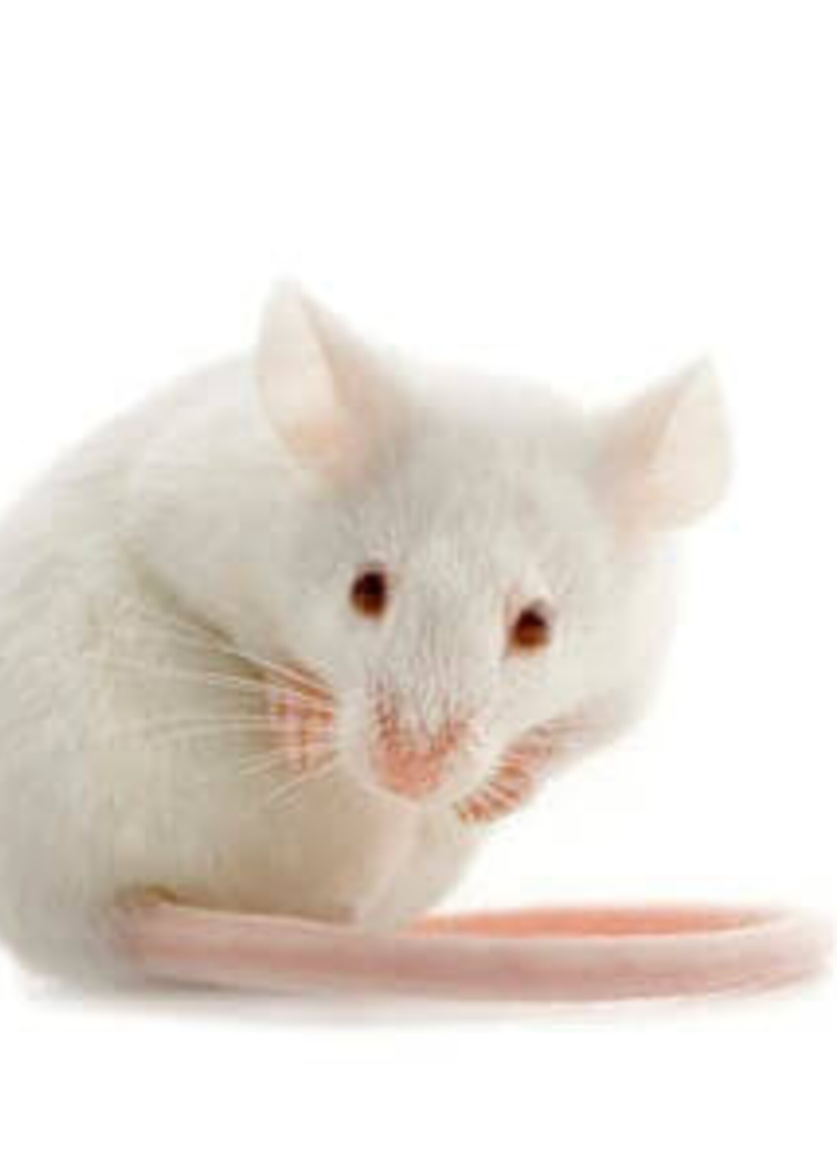 City Reptile Frozen Mice - Adult (Medium)