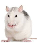 City Reptile Frozen Rats - Small (Weaned)