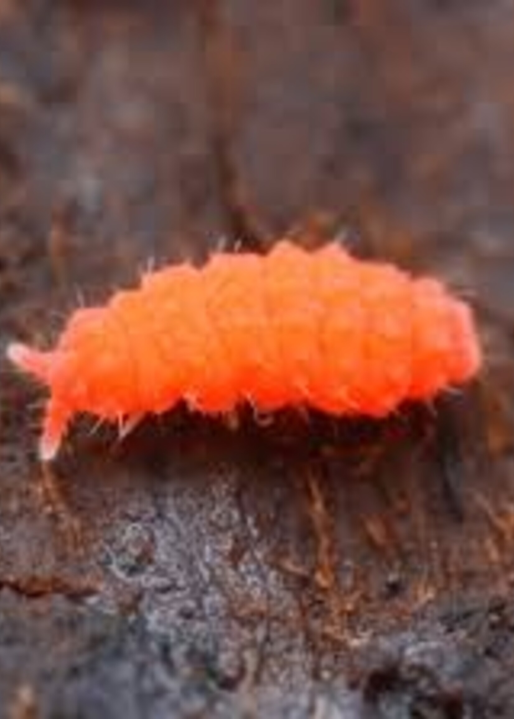 City Reptile City Reptile Orange Springtails