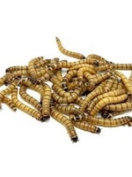 City Reptile Super Worms 100x