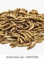 City Reptile Meal Worms 100x