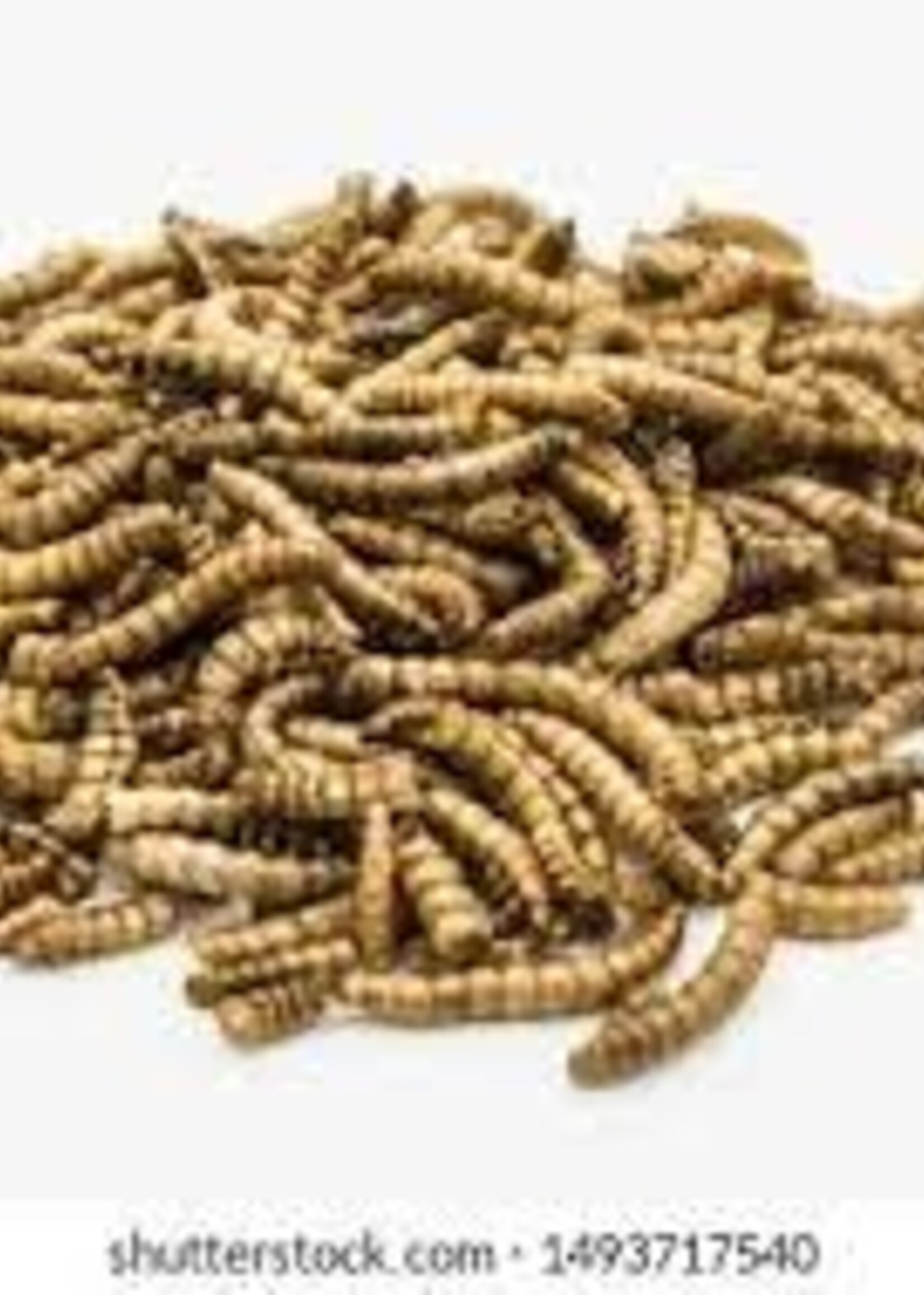 City Reptile Meal Worms 100x