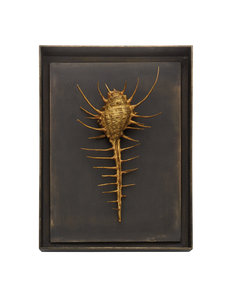  COMB SHELL SHADOW BOX