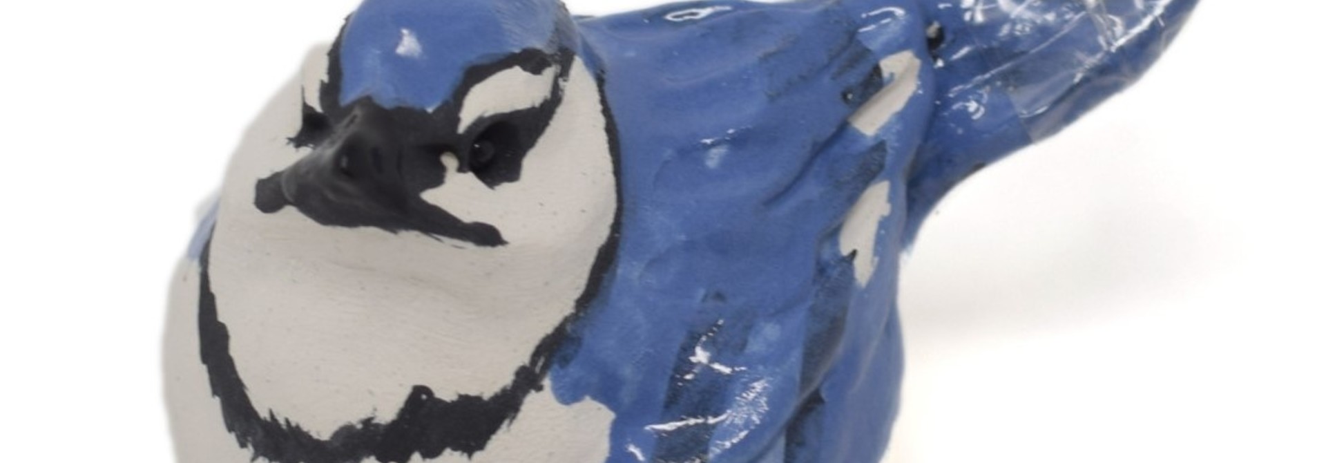 Blue jay Bird