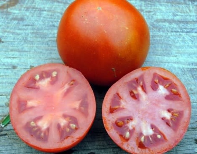 XPOSEED Tomato Seed