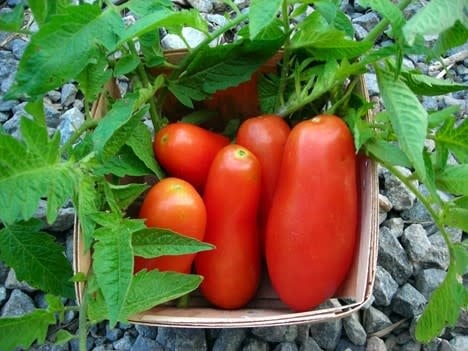 Tomato Seed-5