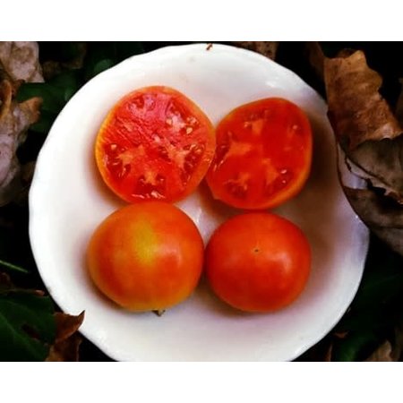 XPOSEED Tomato Seed