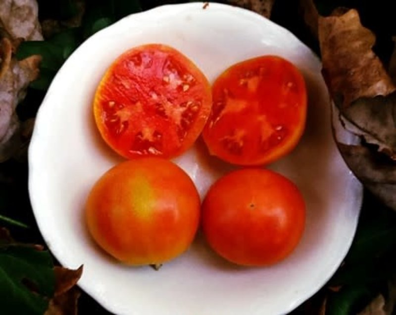 XPOSEED Tomato Seed