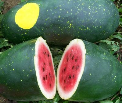 XPOSEED Melon Seed
