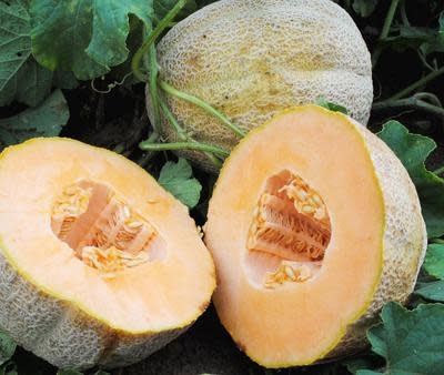 XPOSEED Melon Seed
