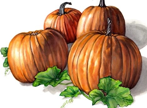 XPOSEED Seeds, Squash/Pumpkin