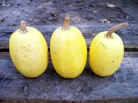 XPOSEED Seeds, Squash/Pumpkin