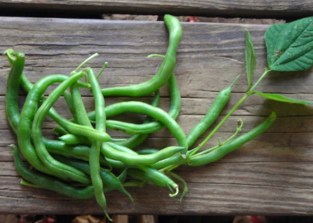 XPOSEED Pea and Bean Seeds