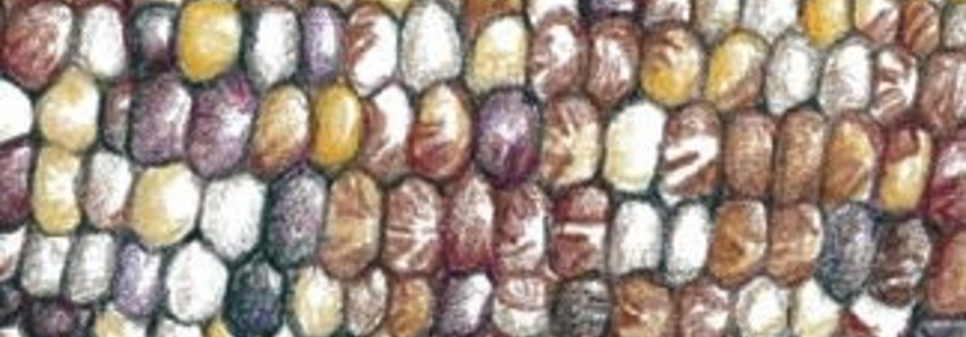 Seeds, Corn
