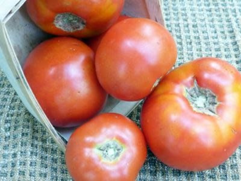 XPOSEED Tomato Seed