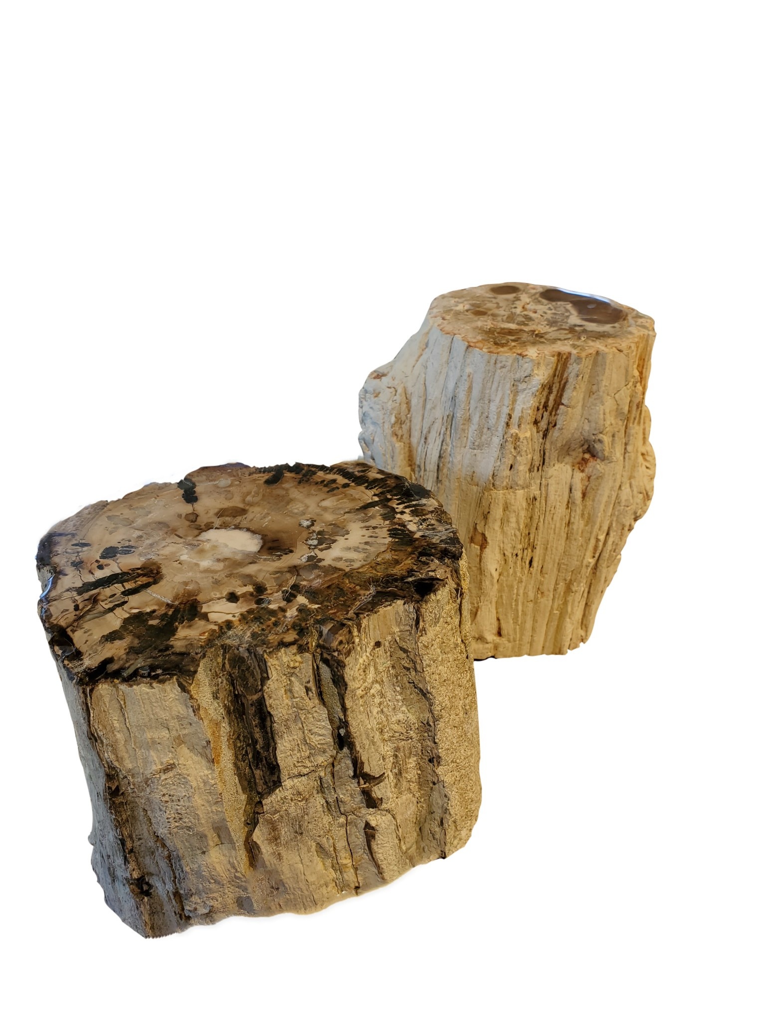 Blue OT Petrified wood branch medium