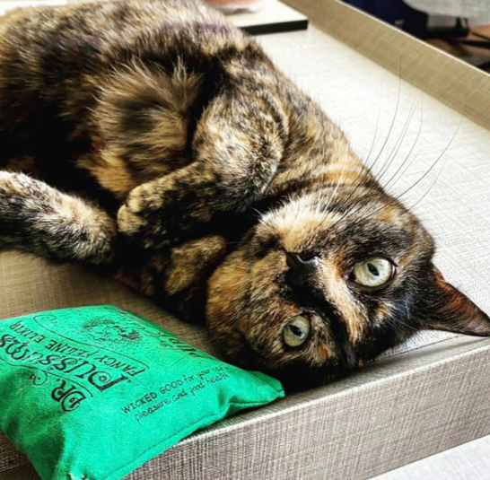 DrPuCat Assorted Square Catnip Pillows