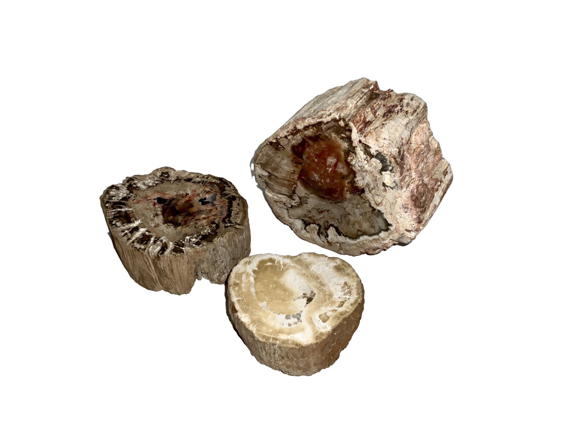 Blue OT Madagascar Petrified Wood Mini