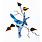 BOVO Blue Jay on Birch