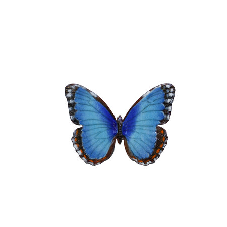 BOVO Blue Morpho Butterfly