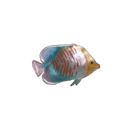 BOVO Multicolor Butterflyfish