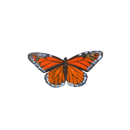 BOVO Monarch Butterfly
