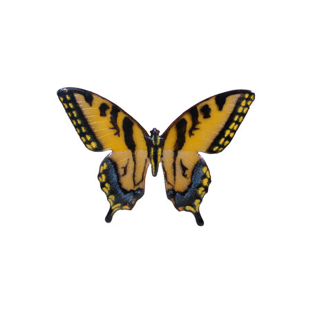 BOVO Tiger Swallowtail Butterfly