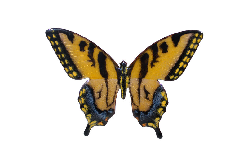 BOVO Tiger Swallowtail Open Wing