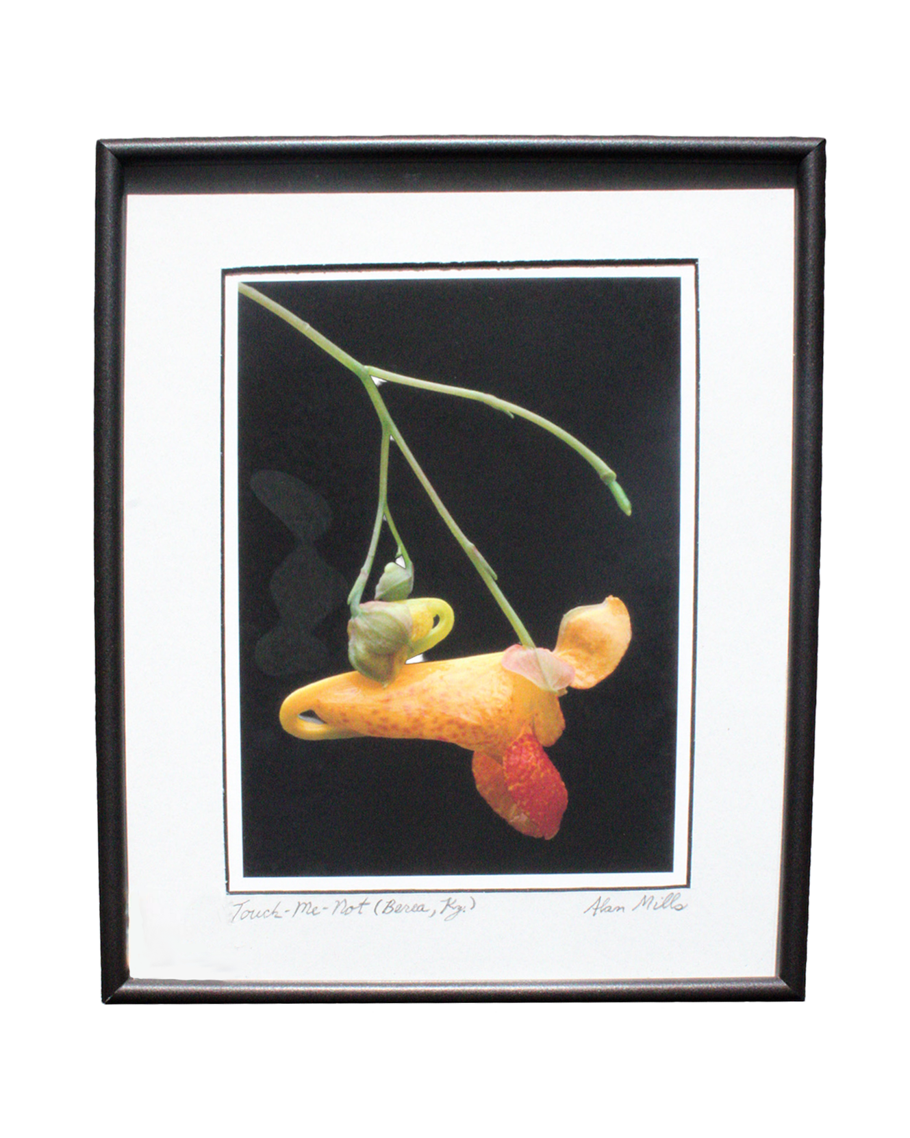 MILLS TOUCH ME NOT 8X10