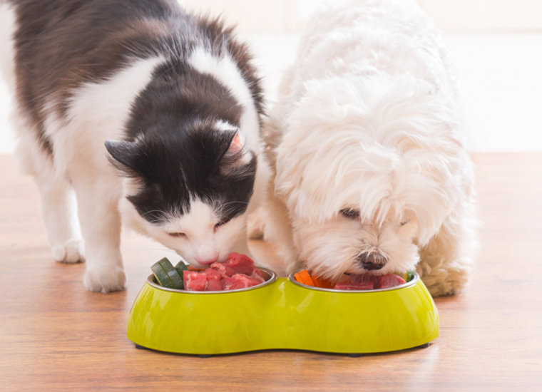 Dog Food