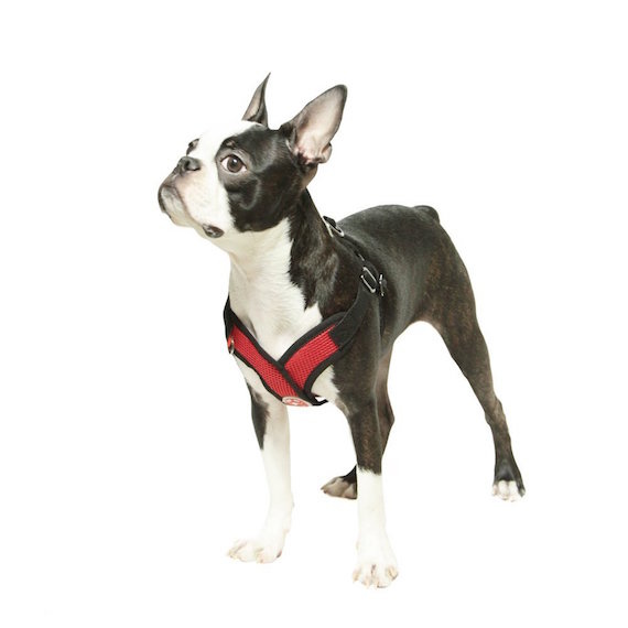Gooby comfort harness cheap