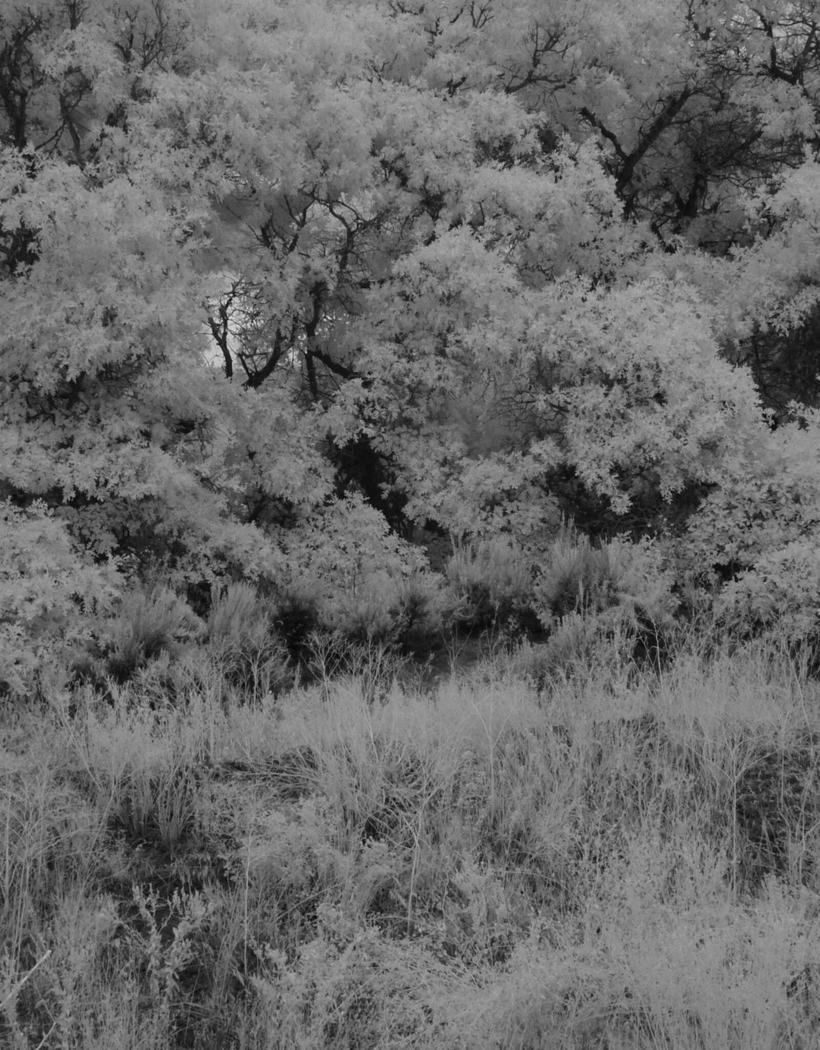 Fuji Fuji Finepix S5100 10x Zoom Digital Camera Full Spectrum Converted With IR Filter