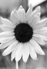 Pantheory 100 B&W 35mm Experimental Film 27 exp.