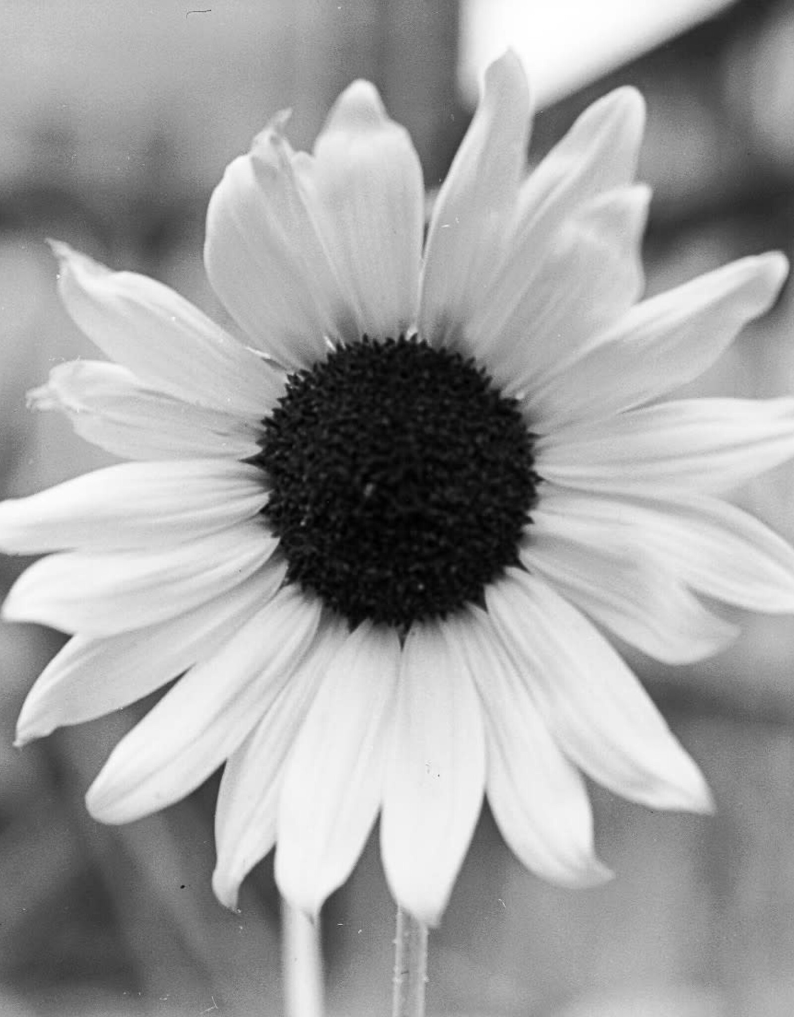 Pantheory 100 B&W 35mm Experimental Film 27 exp.