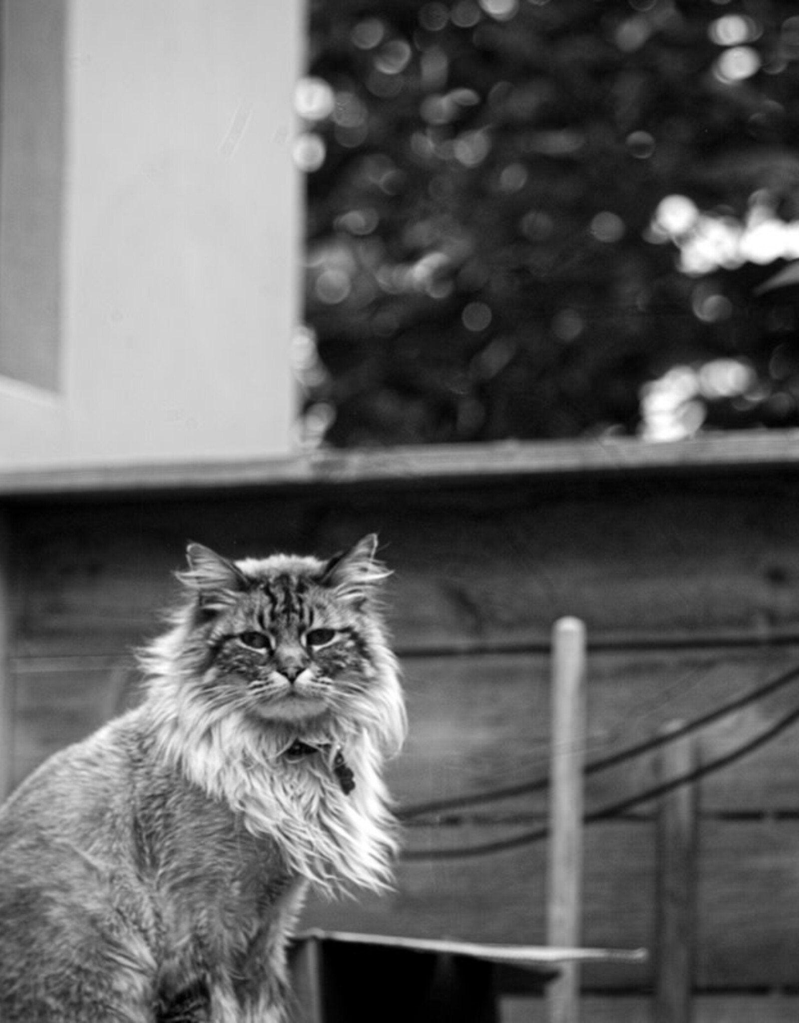 Leica Leica M9 Monochrome Digital Camera (Black) Rough