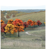 Woodland Scenics Woodland Scenics Ready - Fall Colors deciduous (.75 -2 inches),38/Pk TR1575