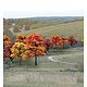 Woodland Scenics Ready - Fall Colors deciduous (.75 -2 inches),38/Pk TR1575