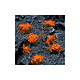 Orange Flowers - Wild
