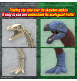 Bandai Therizinosaurus PLANNOSAURUS Bandai