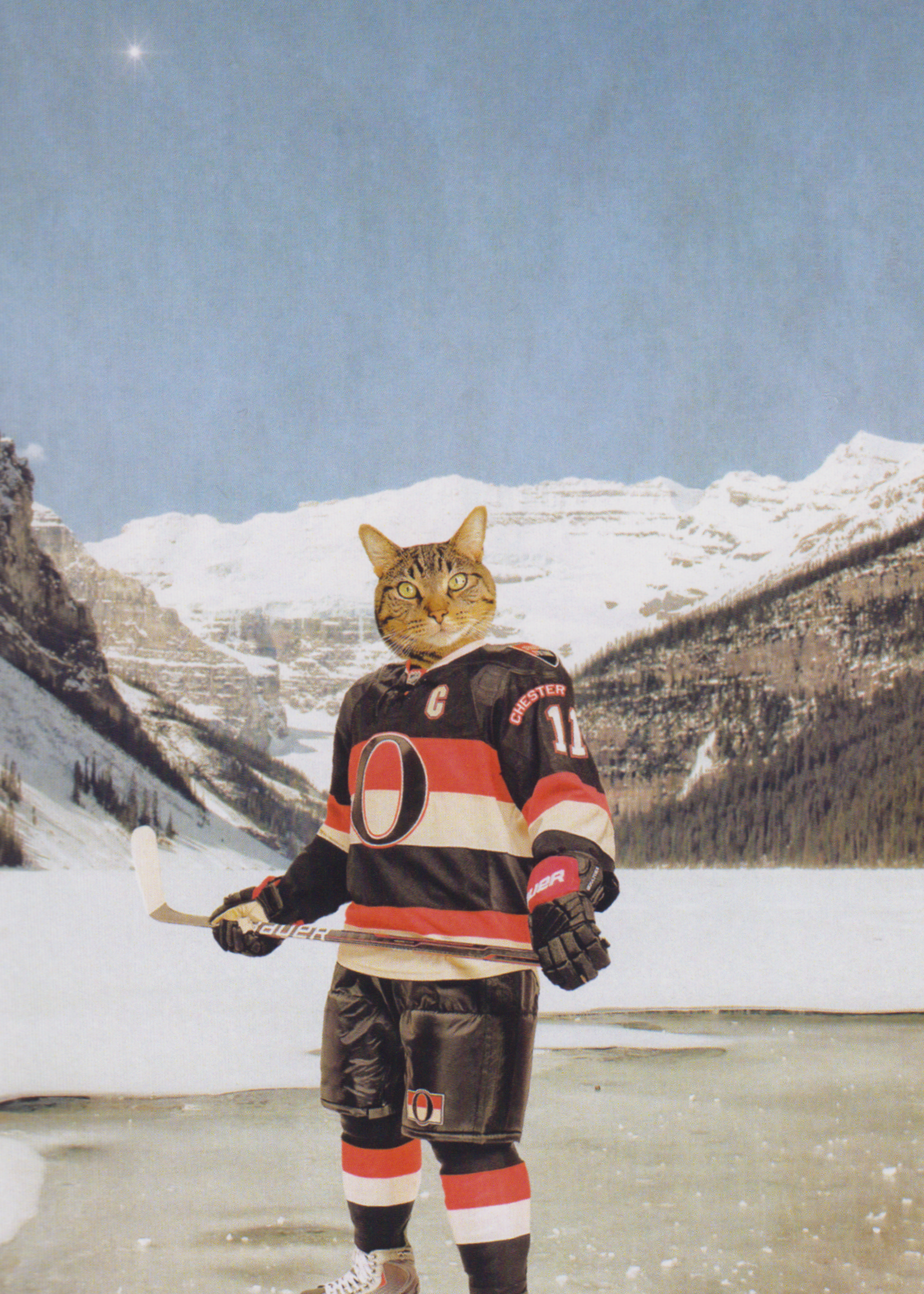 The Lonely Pixel The Ottawa "Cat"adors