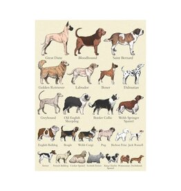 museums & galleries Popular Breeds Of Dog