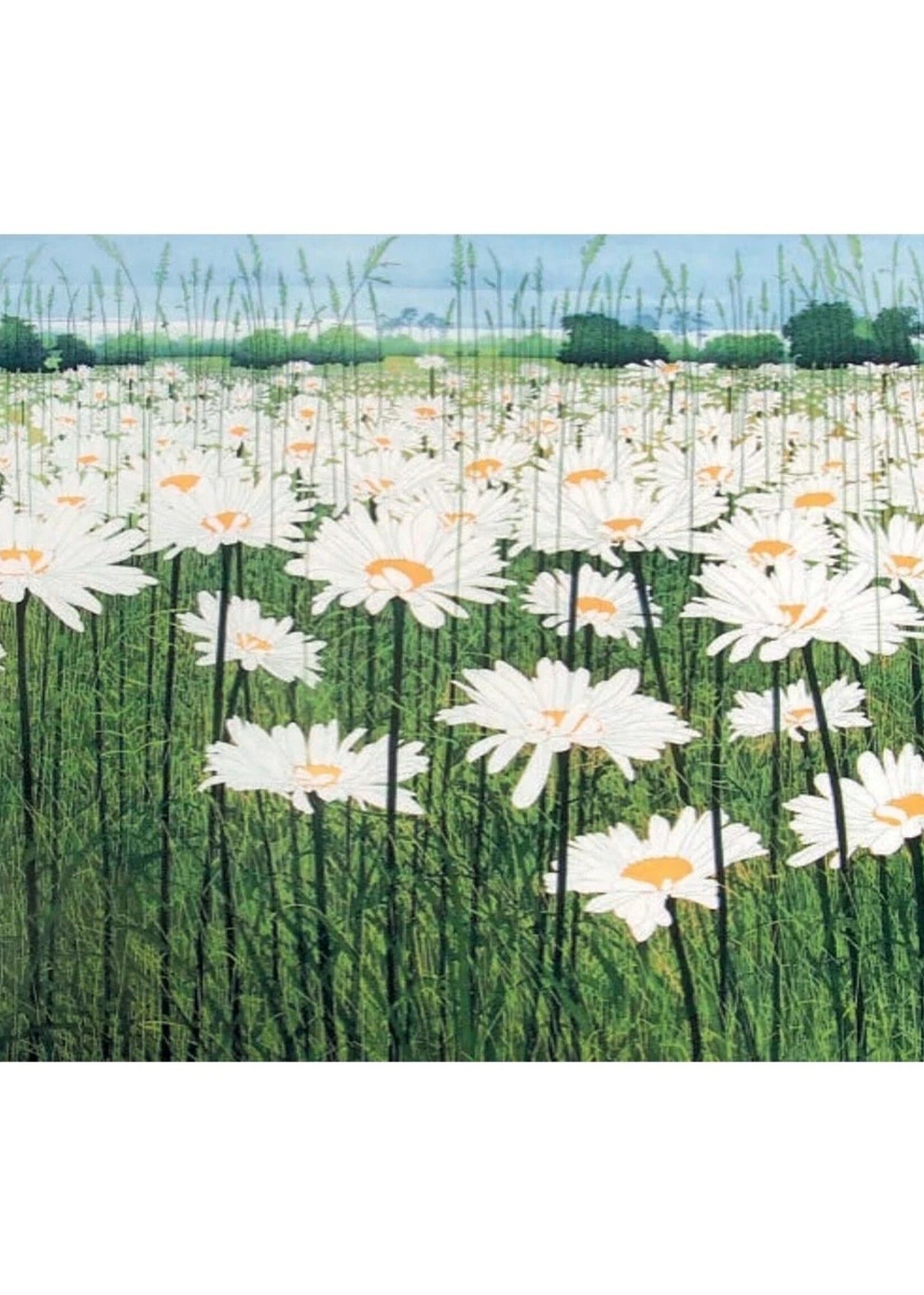 Daisy Field