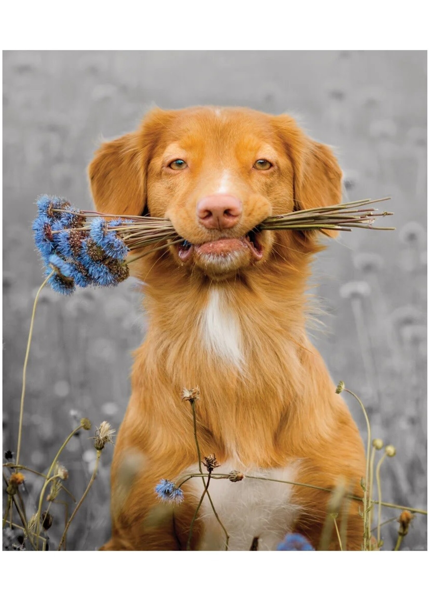 Flowers for You