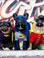 Happy Birthday - Doggo Superheros