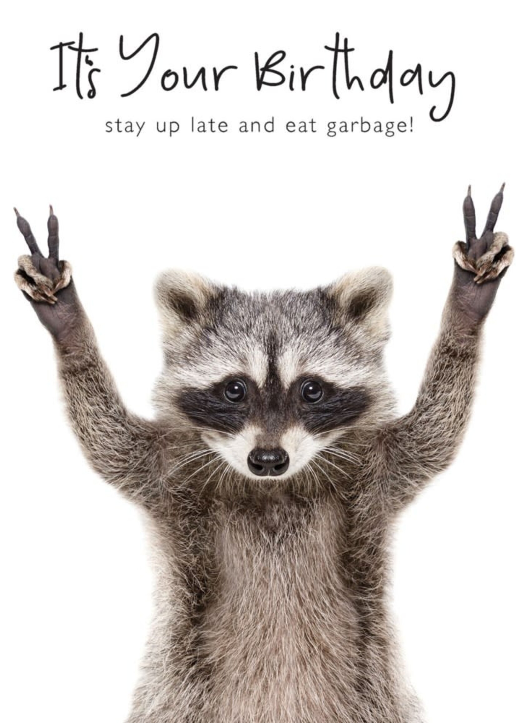 Portfolio It's Your Birthday Racoon