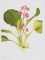 Kerri Weller Bergenia “Bressingham Ruby”