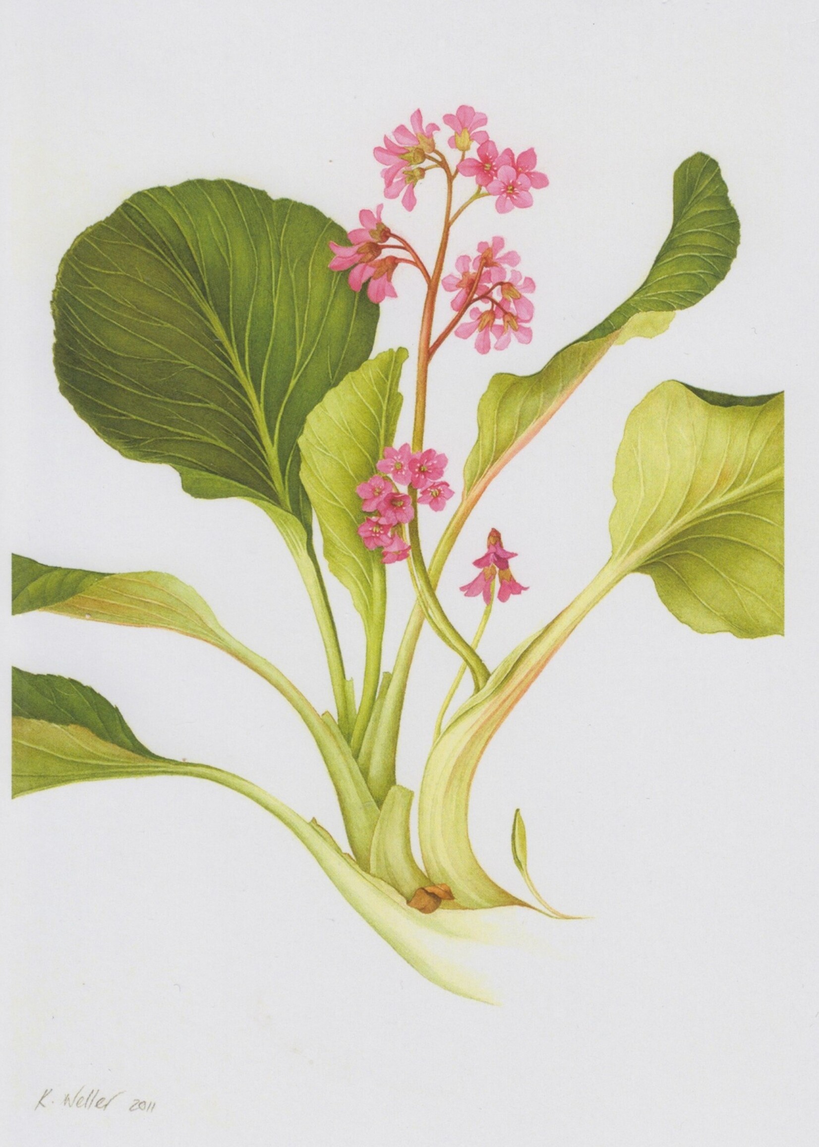 Kerri Weller Bergenia “Bressingham Ruby”