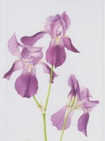 Kerri Weller Iris Germanica