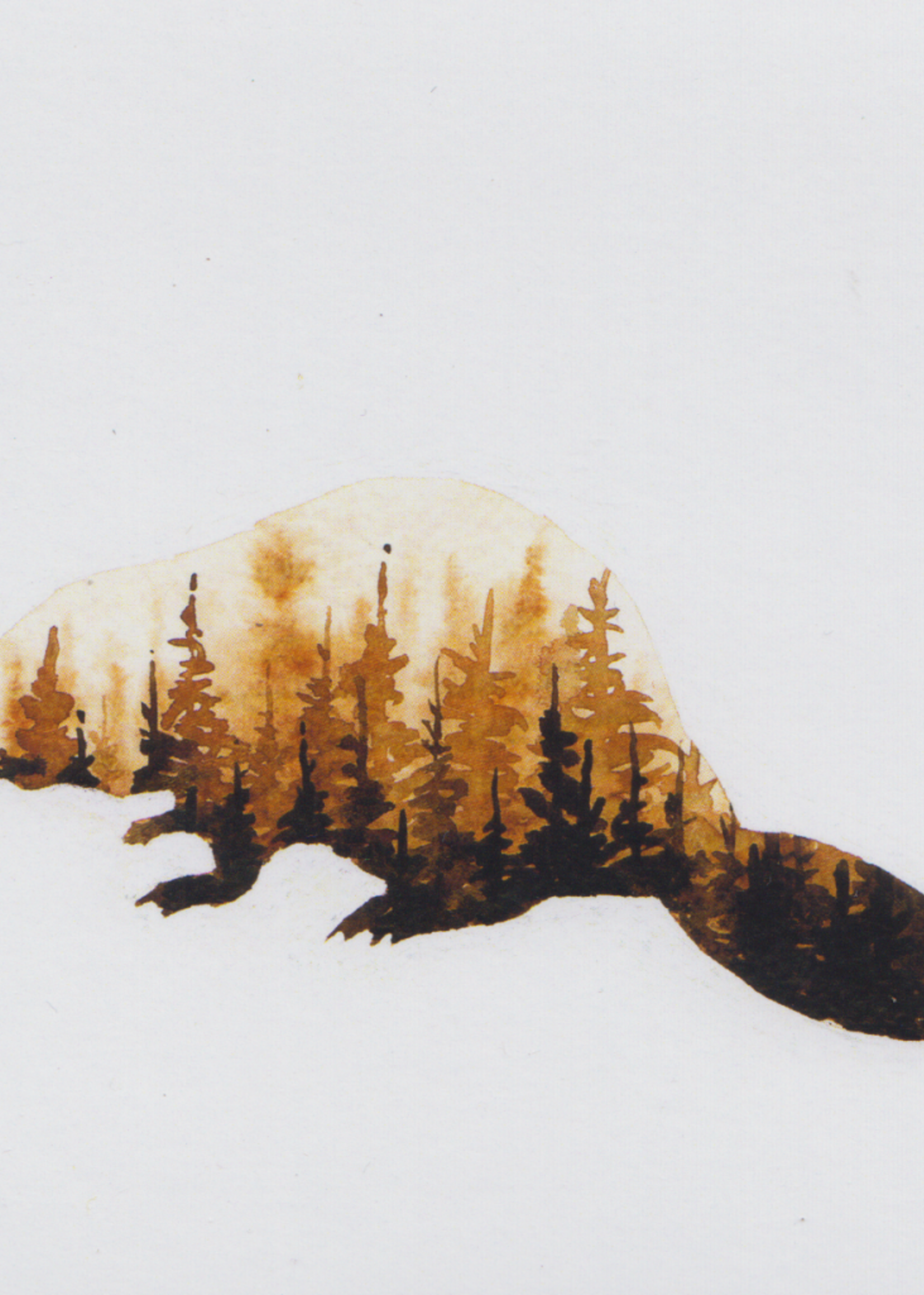 Matthew Doddridge Beaver Forest