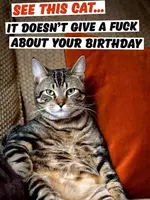 Dean Morris See This Cat